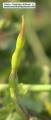 Raphanus raphanistrum subsp. raphanistrum (Wild radish) - CLICK TO ENLARGE PHOTO