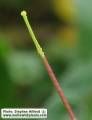 Raphanus raphanistrum subsp. raphanistrum (Wild radish) - CLICK TO ENLARGE PHOTO