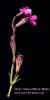 Silene colorata (Pink pirouette) - CLICK TO ENLARGE PHOTO