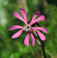 Silene colorata (Pink pirouette) - CLICK TO ENLARGE PHOTO