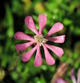 Silene colorata (Pink pirouette) - CLICK TO ENLARGE PHOTO