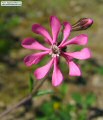 Silene colorata (Pink pirouette) - CLICK TO ENLARGE PHOTO