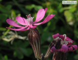 Silene colorata (Pink pirouette) - CLICK TO ENLARGE PHOTO