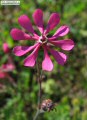 Silene colorata (Pink pirouette) - CLICK TO ENLARGE PHOTO