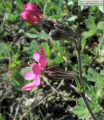 Silene colorata (Pink pirouette) - CLICK TO ENLARGE PHOTO
