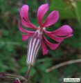 Silene colorata (Pink pirouette) - CLICK TO ENLARGE PHOTO