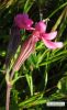 Silene colorata (Pink pirouette) - CLICK TO ENLARGE PHOTO