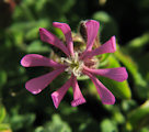 Silene colorata (Pink pirouette) - CLICK TO ENLARGE PHOTO