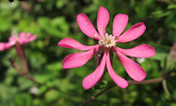 Silene colorata (Pink pirouette) - CLICK TO ENLARGE PHOTO