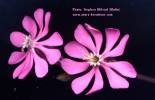 Silene colorata (Pink pirouette) - CLICK TO ENLARGE PHOTO
