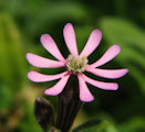 Silene colorata (Pink pirouette) - CLICK TO ENLARGE PHOTO