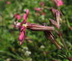 Silene colorata (Pink pirouette) - CLICK TO ENLARGE PHOTO