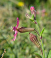Silene colorata (Pink pirouette) - CLICK TO ENLARGE PHOTO