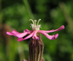 Silene colorata (Pink pirouette) - CLICK TO ENLARGE PHOTO