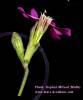 Silene colorata (Pink pirouette) - CLICK TO ENLARGE PHOTO