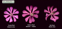 Silene colorata (Pink pirouette) - CLICK TO ENLARGE PHOTO