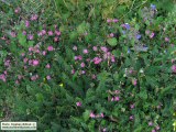 Silene colorata (Pink pirouette) - CLICK TO ENLARGE PHOTO