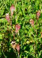 Silene colorata (Pink pirouette) - CLICK TO ENLARGE PHOTO