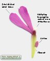 Silene colorata (Pink pirouette) - CLICK TO ENLARGE PHOTO