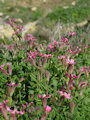 Silene colorata (Pink pirouette) - CLICK TO ENLARGE PHOTO