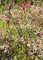 Silene colorata (Pink pirouette) - CLICK TO ENLARGE PHOTO