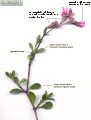 Silene colorata (Pink pirouette) - CLICK TO ENLARGE PHOTO