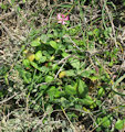 Silene colorata (Pink pirouette) - CLICK TO ENLARGE PHOTO