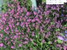 Silene colorata (Pink pirouette) - CLICK TO ENLARGE PHOTO