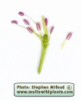 Silene colorata (Pink pirouette) - CLICK TO ENLARGE PHOTO