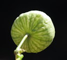 Silene vulgaris subsp. vulgaris (Bladder campion) - CLICK TO ENLARGE PHOTO