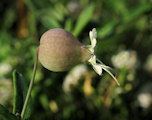 Silene vulgaris subsp. vulgaris (Bladder campion) - CLICK TO ENLARGE PHOTO