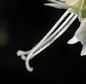 Silene vulgaris subsp. vulgaris (Bladder campion) - CLICK TO ENLARGE PHOTO