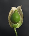 Silene vulgaris subsp. vulgaris (Bladder campion) - CLICK TO ENLARGE PHOTO