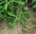 Silene vulgaris subsp. vulgaris (Bladder campion) - CLICK TO ENLARGE PHOTO