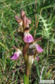 Anacamptis collina (Fan-Lipped orchid) - CLICK TO ENLARGE PHOTO