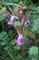 Anacamptis collina (Fan-Lipped orchid) - CLICK TO ENLARGE PHOTO