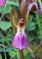 Anacamptis collina (Fan-Lipped orchid) - CLICK TO ENLARGE PHOTO