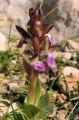 Anacamptis collina (Fan-Lipped orchid) - CLICK TO ENLARGE PHOTO