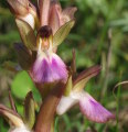 Anacamptis collina (Fan-Lipped orchid) - CLICK TO ENLARGE PHOTO