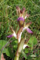 Anacamptis collina (Fan-Lipped orchid) - CLICK TO ENLARGE PHOTO