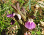 Anacamptis collina (Fan-Lipped orchid) - CLICK TO ENLARGE PHOTO
