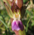 Anacamptis collina (Fan-Lipped orchid) - CLICK TO ENLARGE PHOTO