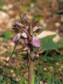 Anacamptis collina (Fan-Lipped orchid) - CLICK TO ENLARGE PHOTO