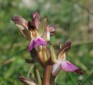 Anacamptis collina (Fan-Lipped orchid) - CLICK TO ENLARGE PHOTO