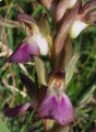 Anacamptis collina (Fan-Lipped orchid) - CLICK TO ENLARGE PHOTO