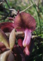 Anacamptis collina (Fan-Lipped orchid) - CLICK TO ENLARGE PHOTO