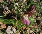 Anacamptis collina (Fan-Lipped orchid) - CLICK TO ENLARGE PHOTO