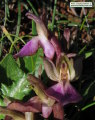 Anacamptis collina (Fan-Lipped orchid) - CLICK TO ENLARGE PHOTO