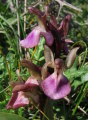 Anacamptis collina (Fan-Lipped orchid) - CLICK TO ENLARGE PHOTO