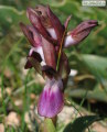 Anacamptis collina (Fan-Lipped orchid) - CLICK TO ENLARGE PHOTO